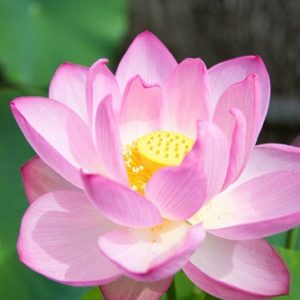 四摂（ししょう） 四摂法（ししょうぼう）